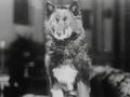 Balto