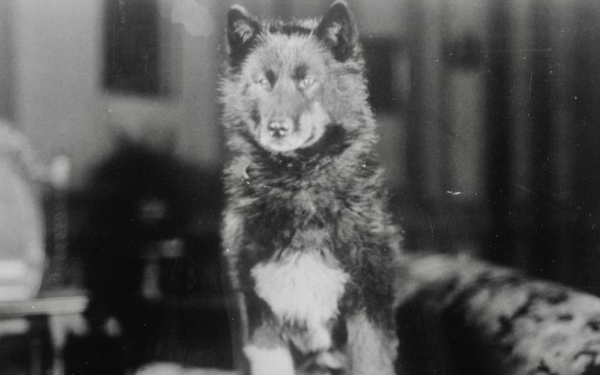 Balto