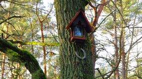 Duchna Droga w Kampinosie: miejsce, gdzie straszą duchy