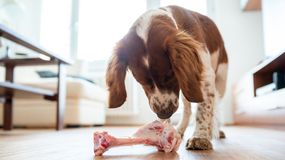 Czy można podawać psu kości z kurczaka?