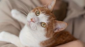 Czy kot rozumie, co się do niego mówi? Dorota Sumińska odpowiada