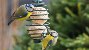 Jak, kiedy i czym dokarmiać ptaki? Poznaj najważniejsze zasady