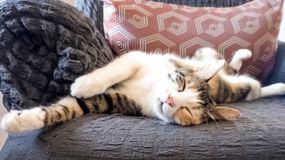 Dlaczego koty częściej śpią na lewym boku? Naukowcy już to wiedzą