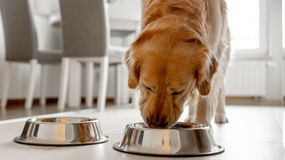 Ile razy dziennie karmić psa? Dorota Sumińska wyjaśnia