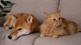 Giardioza atakuje psy i koty. Poznaj pierwsze objawy choroby