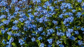 Na co pomaga niezapominajka? Kwiat ma wiele ciekawych zastosowań