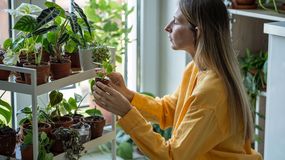 Kobieta pielęgnuje domowe rośliny