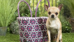 Najmniejsze rasy psów na świecie