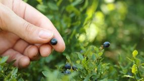 Zbierasz jagody w lesie? Lepiej sprawdź, czy nie łamiesz prawa