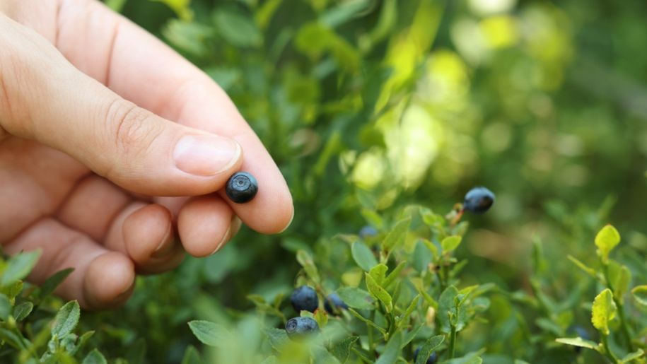 Zbierasz jagody w lesie? Lepiej sprawdź, czy nie łamiesz prawa