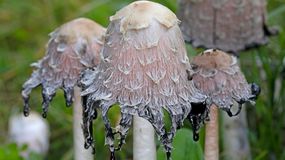 Niezwykły grzyb w Polsce. Czernidłak kołpakowaty zjada sam siebie