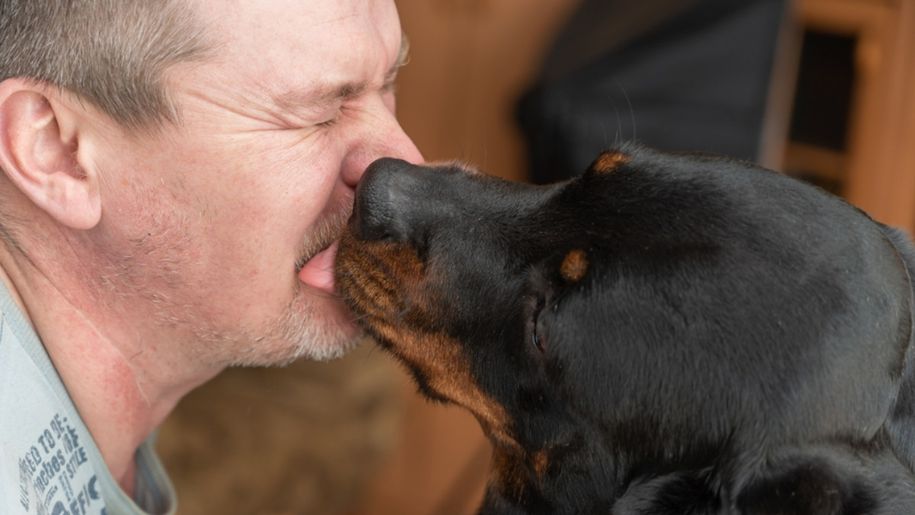 Dlaczego pies liże cię po twarzy? Dorota Sumińska jasno odpowiada
