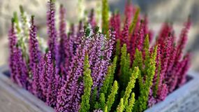 Symbol ubóstwa i choroby. Lepiej nie trzymaj tej rośliny w domu