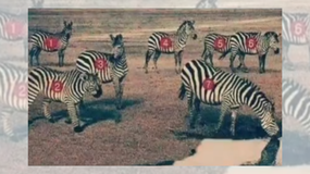 Co tu nie gra? Logiczna zagadka IQ