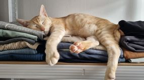 Dlaczego koty śpią na naszych ubraniach? Dorota Sumińska odpowiada