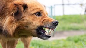 Właściciele zwierząt są zobowiązani zaszczepić psy przeciwko wściekliźnie