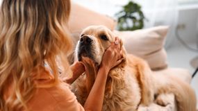 Czy pies kocha tylko jedną osobę? Dorota Sumińska tłumaczy