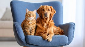 Jak reagować, gdy pies goni kota? To częsty błąd właścicieli