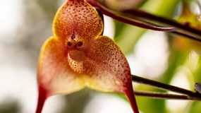 Storczyk jak z horroru, czyli gatunek telipogon diabolicus