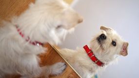 Czy pies rozpoznaje siebie w lustrze? Dorota Sumińska tłumaczy