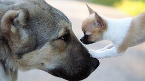 Dlaczego małe psy szczekają na duże? Wyjaśnia Dorota Sumińska