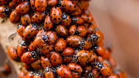 Biedronki azjatyckie – jak pozbyć się ich z domu? Skuteczne metody