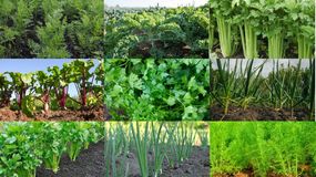 Świeże warzywa z nacią