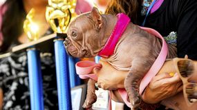 Najbrzydszy pies świata 2025 wybrany. Tak wygląda Petunia