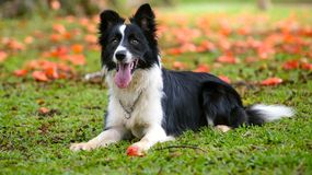 Border collie