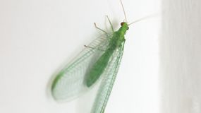 Złotook to "młot na mszyce". Nie panikuj, jeśli spotkasz go w domu