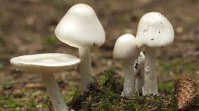 Te grzyby są "śmiertelnie trujące". Toksykolog ostrzega grzybiarzy