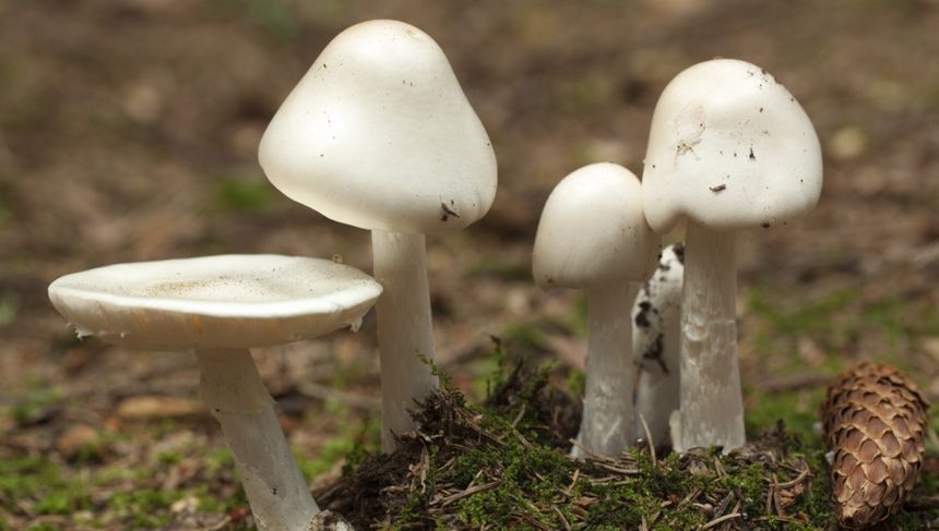 Te grzyby są "śmiertelnie trujące". Toksykolog ostrzega grzybiarzy