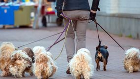 To najpopularniejsza rasa psa 2024. Od lat budzi wiele kontrowersji