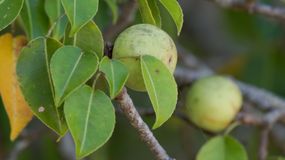 "Jabłoń śmierci" – najbardziej niebezpieczne drzewo na świecie