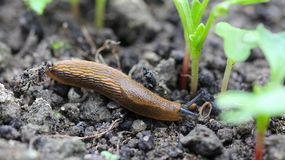 Najlepszy naturalny sposób na ślimaki