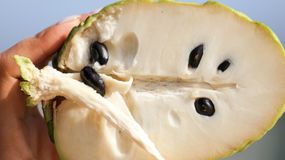 Cherimoya to najzdrowszy owoc na świecie. Wielu Polaków go nie zna