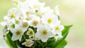 Nazywają go "różą Bożego Narodzenia". Jak dbać o ciemiernik?