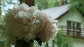 Jak przedłużyć trwałość kwiatów?