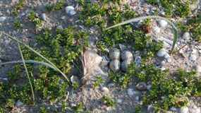 Sieweczka obrożna – co zrobić, gdy spotkasz ją nad Bałtykiem?