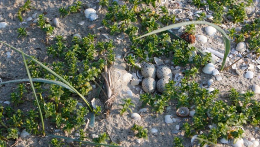 Sieweczka obrożna – co zrobić, gdy spotkasz ją nad Bałtykiem?