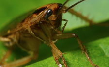 Wchodzą do domów i zarażają ludzi