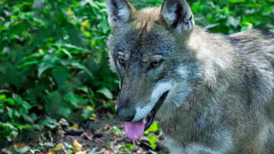 Puszcza Białowieska pod "ochroną maksymalną". Zmiana prawa
