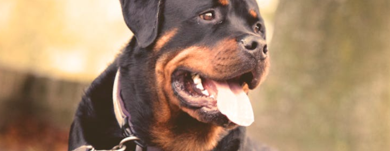 Zakaz trzymania psa na uwięzi