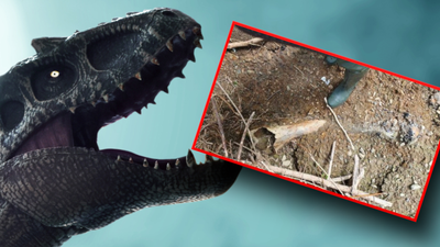 Kość mamuta lub dinozaura w gminie Gdów
