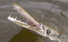 niszczuka krokodyla Atractosteus spatula 