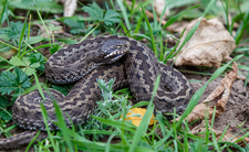 Węże w Polsce, żmija zygzakowata