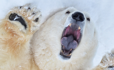 Niedźwiedzie polarne