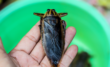 Pluskwiaki wodne Lethocerus patruelis