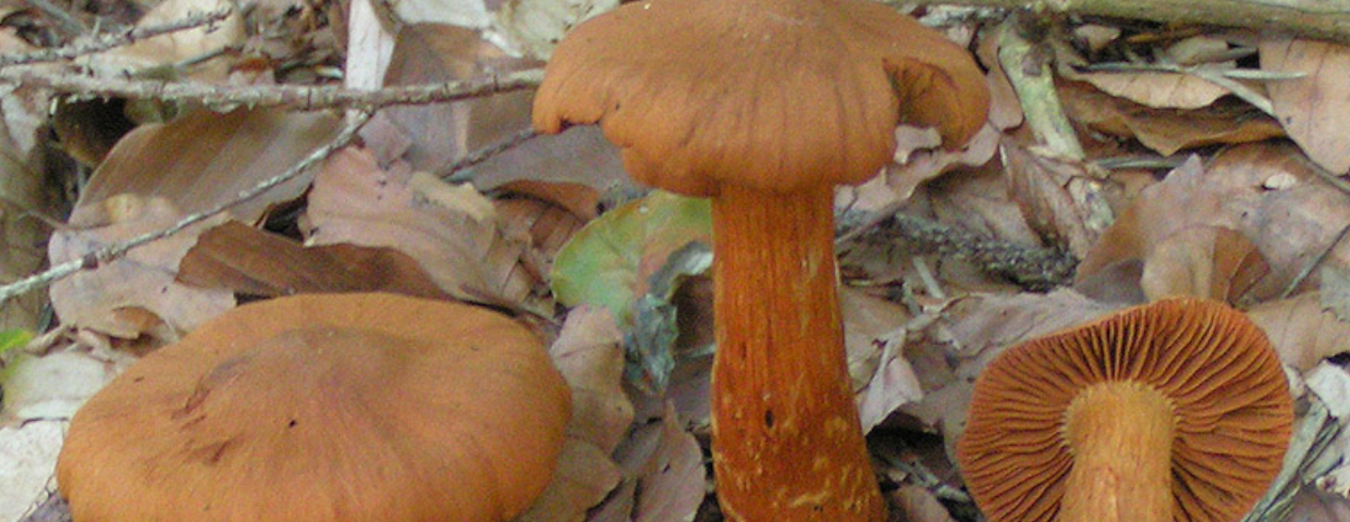 Zasłonak rudawy Cortinarius rubellus, trujące grzyby