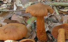 Zasłonak rudawy Cortinarius rubellus, trujące grzyby